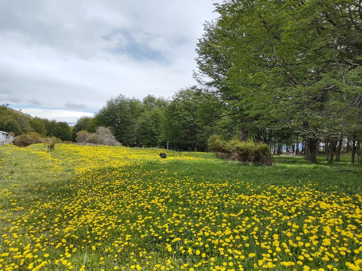 image from Plots (1ha) situated in sector Bajada Ibáñez