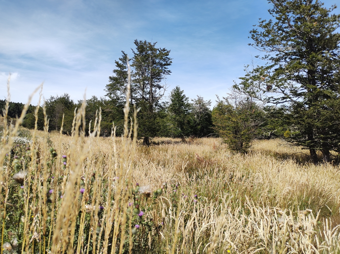 image from Parcelas de 0,56 hectárea en Ensenada Valle Simpson