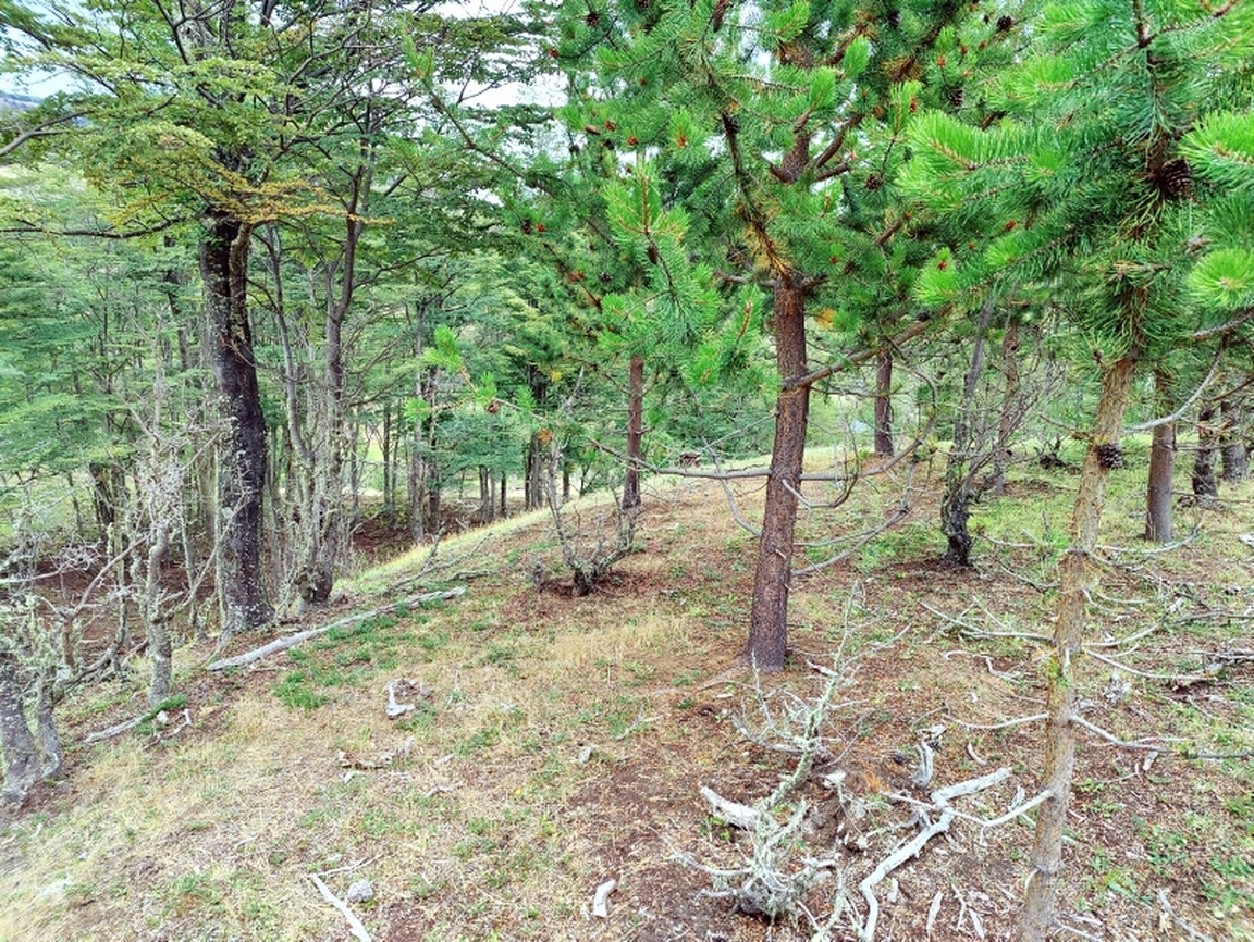 image from Parcela de 2,5ha en sector Mallín Grande