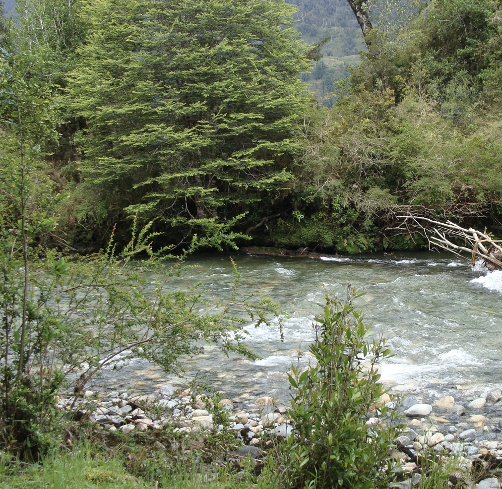 image from Plot (0,76 ha) North of Puyuhuapi
